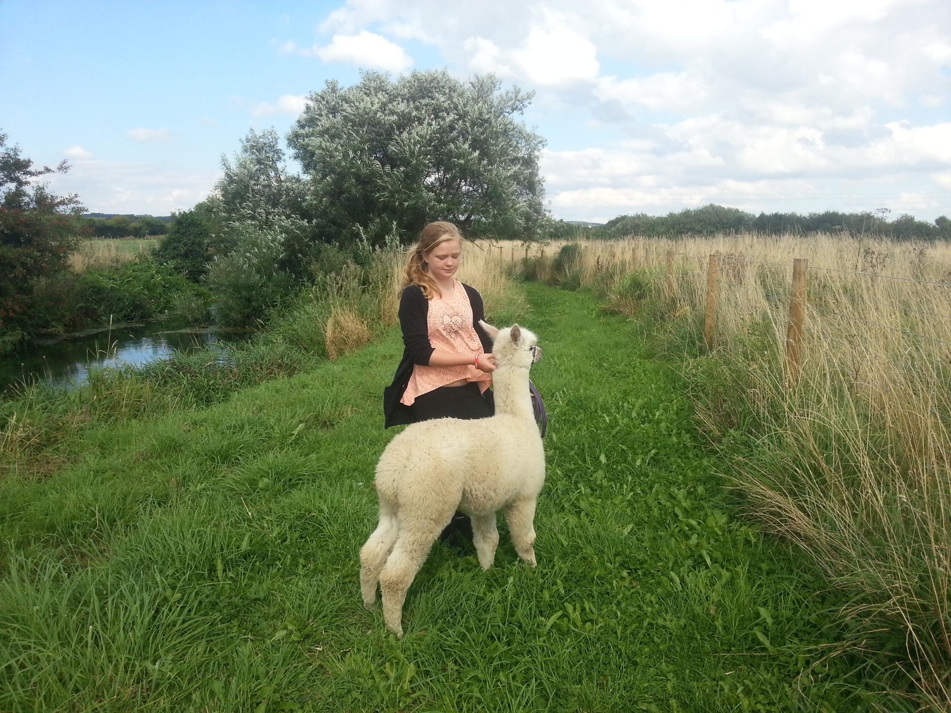 Blonde-haired girl wearing pink top and black cardiagan, stroking a white coated alpaca