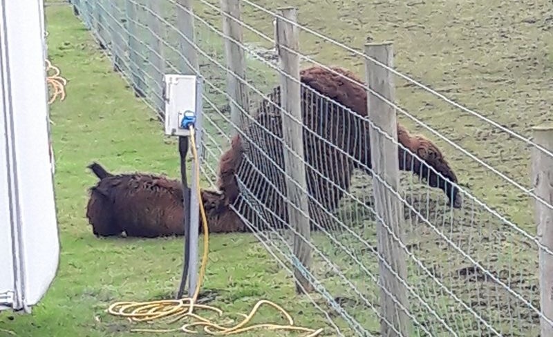 A brown Alpaca trying to escape under the wire fence from it's field