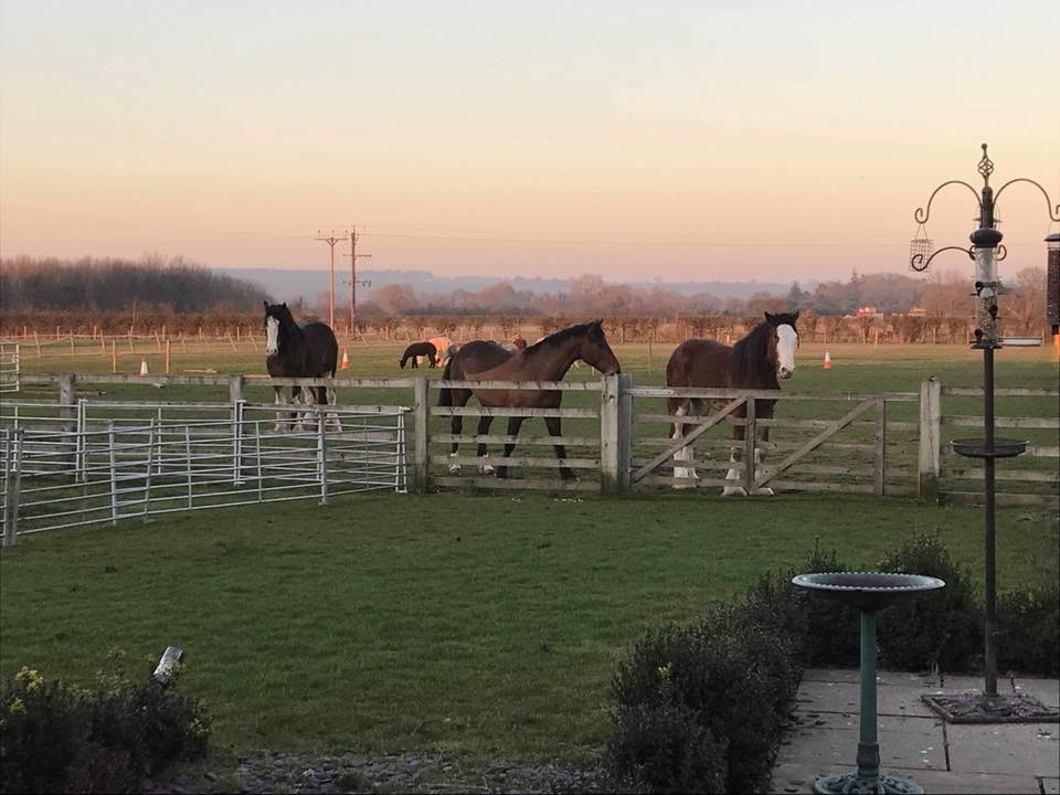 Picture of three heavy horses in paddock looking over post and rail fencing