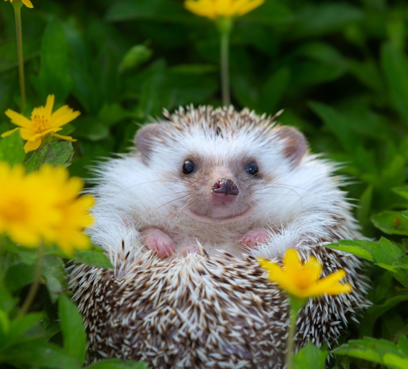 Hedgehog peaking through yellow flowers in the grass