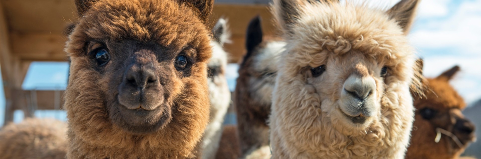 Two brown alpacas, the one on the left is a dark brown and the one on the right is a lighter brown