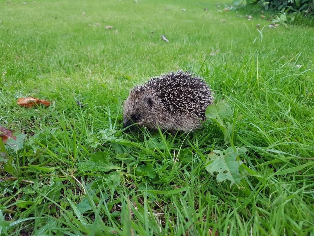 Hedghog in long, green grass